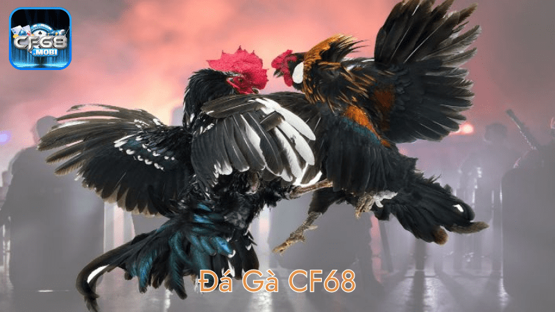 Đá Gà CF68 min